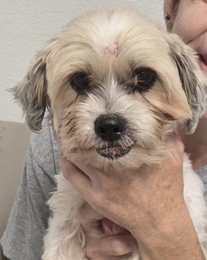 MARIA - Shih Tzu / Mix available for adoption
