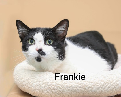FRANKIE - Domestic Shorthair / Mix available for adoption