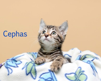 CEPHAS - Domestic Shorthair / Mix available for adoption