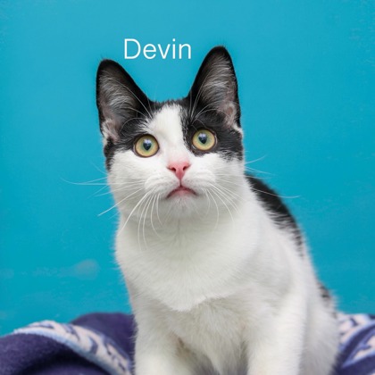 DEVIN - Domestic Shorthair / Mix available for adoption