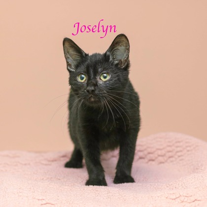 JOSELYN - Domestic Shorthair / Mix for adoption in Cleveland