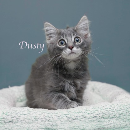 DUSTY - Domestic Longhair / Mix available for adoption