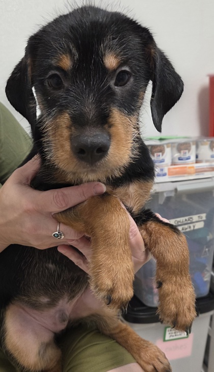 BARNEY - Labrador Retriever / Yorkshire Terrier available for adoption