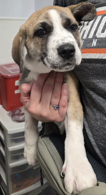 BENJI - Mixed Breed, Large (over 44 lbs fully grown) / Mix available for adoption