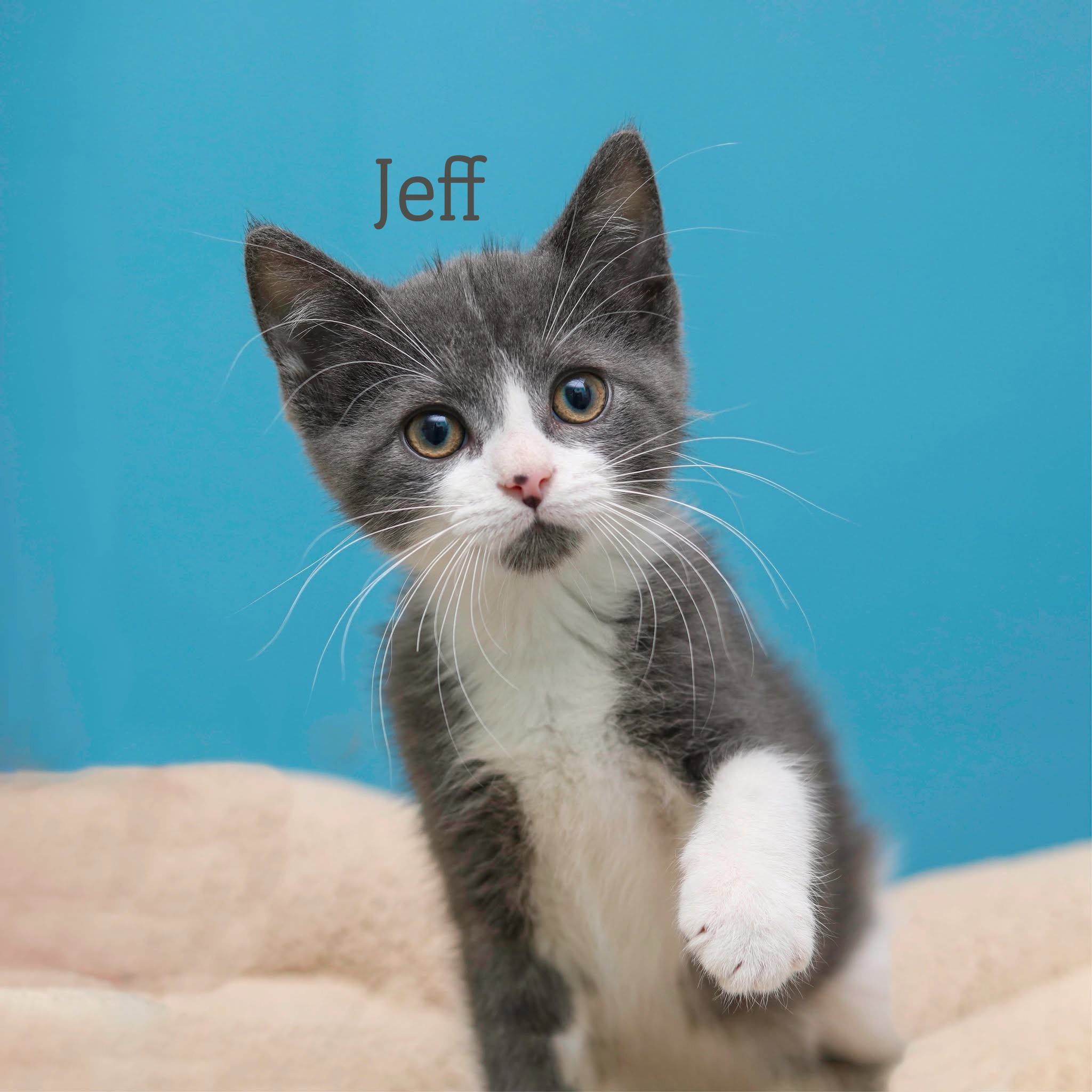 JEFF - Domestic Medium Hair / Mix available for adoption