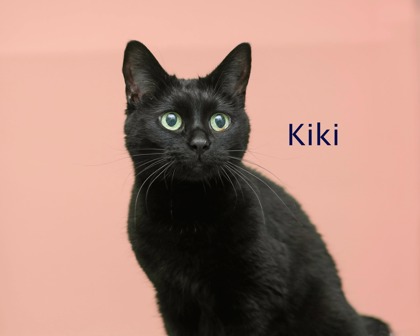 KIKI - Domestic Shorthair / Mix available for adoption