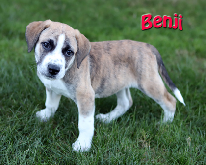 BENJI - Mixed Breed, Large (over 44 lbs fully grown) / Mix available for adoption