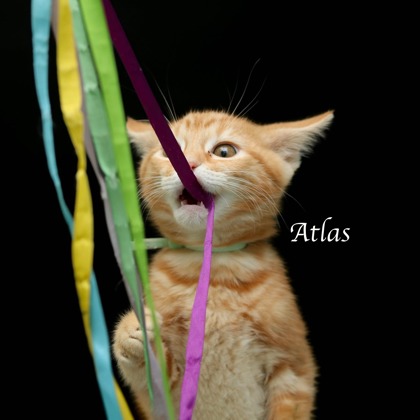 ATLAS - Domestic Medium Hair / Mix available for adoption