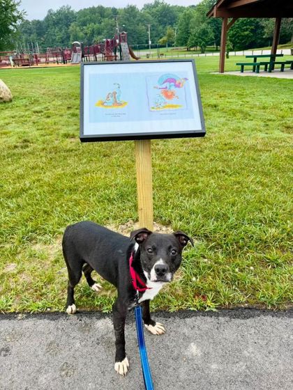 CJ - Labrador Retriever / Border Collie for adoption in Cleveland