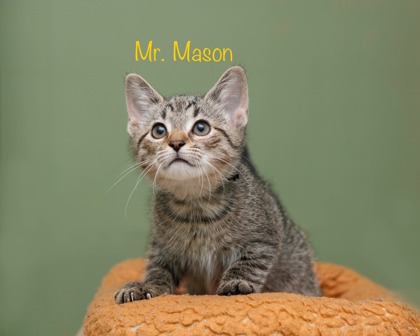 MR. MASON - Domestic Medium Hair / Mix available for adoption