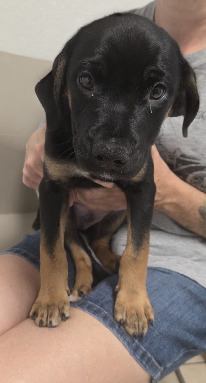 EDDIE - Labrador Retriever / Mix available for adoption