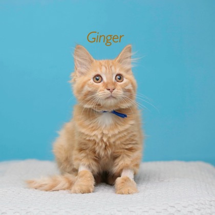 GINGER - Domestic Longhair / Mix available for adoption