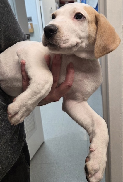COMET - Mixed Breed, Large (over 44 lbs fully grown) / Mix available for adoption