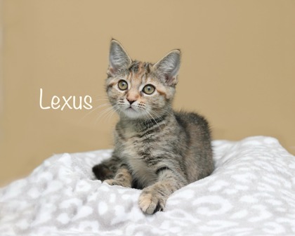 LEXUS - Domestic Shorthair / Mix for adoption in Cleveland