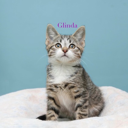 GLINDA - Domestic Shorthair / Mix available for adoption