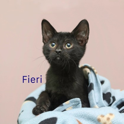 FIERI - Domestic Medium Hair / Mix for adoption in Cleveland