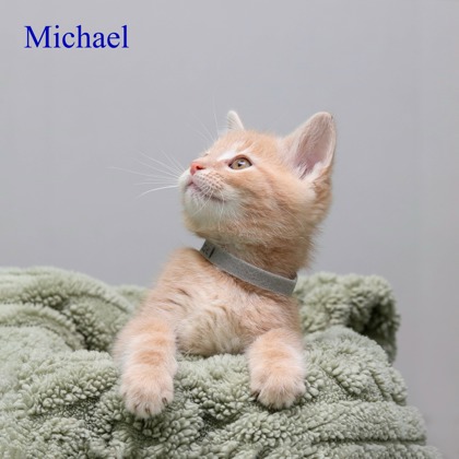 MICHAEL AKA BABY - Domestic Medium Hair / Mix available for adoption