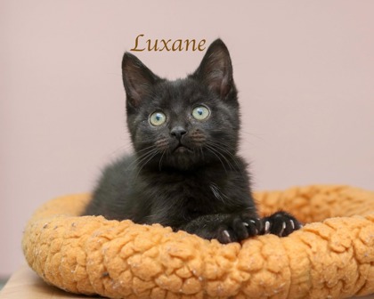LUXANE - Domestic Medium Hair / Mix available for adoption