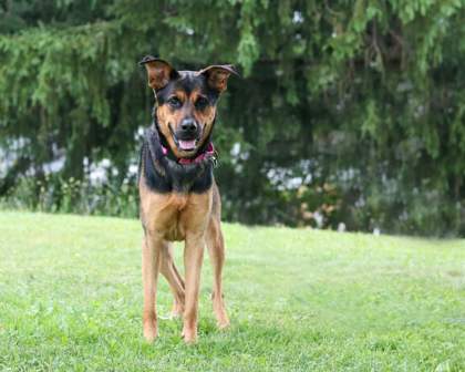 CHLOE - German Shepherd / Doberman Pinscher available for adoption