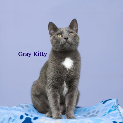 GRAY KITTY - Domestic Shorthair / Mix available for adoption