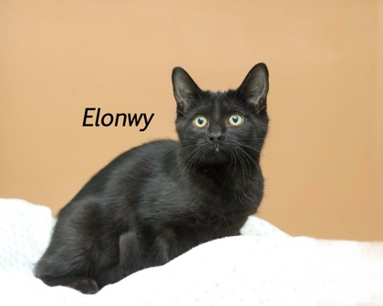 ELONWY - Domestic Shorthair / Mix available for adoption