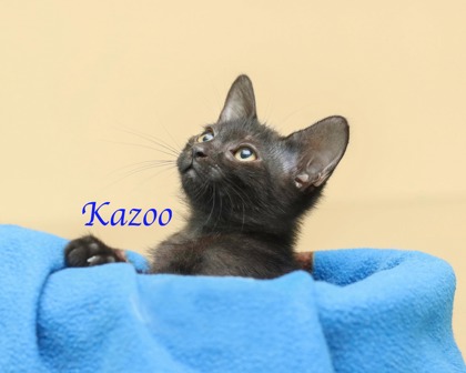 KAZOO - Domestic Medium Hair / Mix available for adoption