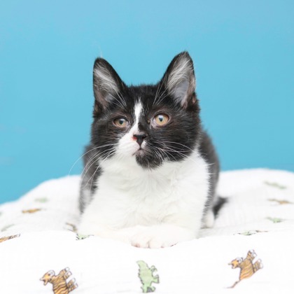 WHISPER - Domestic Shorthair / Mix available for adoption