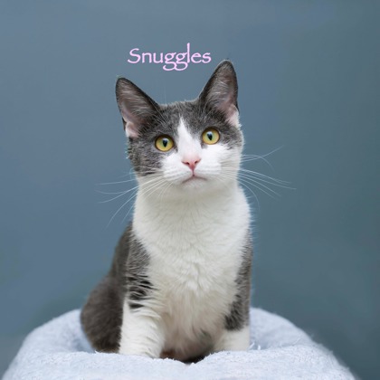 SNUGGLES - Domestic Shorthair / Mix available for adoption