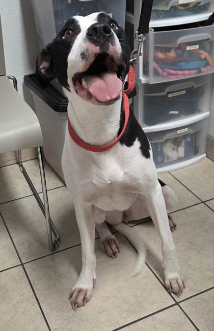 DAISY - Mastiff / Mix available for adoption