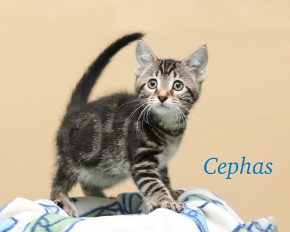 CEPHAS - Domestic Shorthair / Mix available for adoption