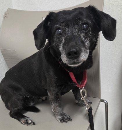 LUCY2 - Beagle / Mix available for adoption