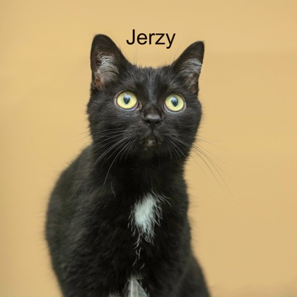 JERZY - Domestic Shorthair / Mix available for adoption