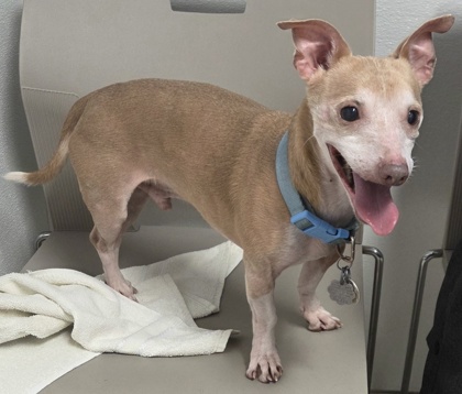 BUDDY - Short Coat Chihuahua / Miniature Smooth Haired Dachshund available for adoption
