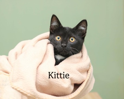 KITTIE - Domestic Shorthair / Mix for adoption in Cleveland