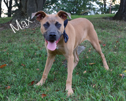 MAX - Belgian Malinois / Mix available for adoption