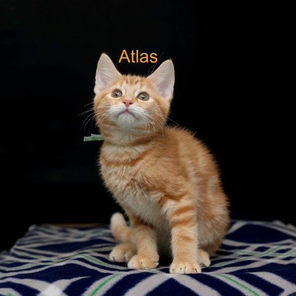 ATLAS - Domestic Medium Hair / Mix available for adoption