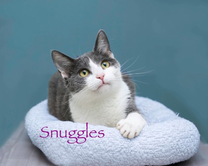 SNUGGLES - Domestic Shorthair / Mix for adoption in Cleveland