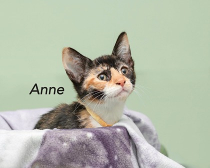 ANNE - Domestic Shorthair / Mix available for adoption