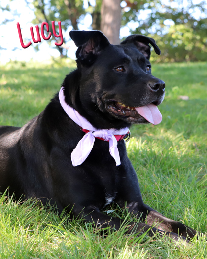 LUCY - Labrador Retriever / Mix available for adoption