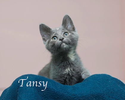 TANSY - Domestic Shorthair / Mix for adoption in Cleveland