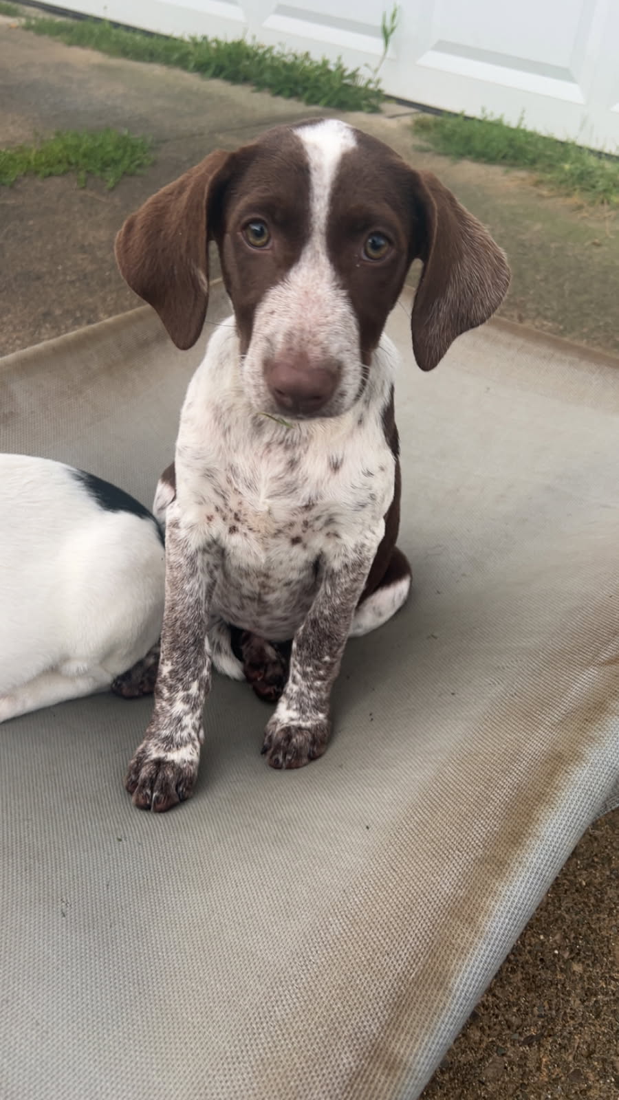 HONEY BEAR - German Shorthaired Pointer / Mix available for adoption