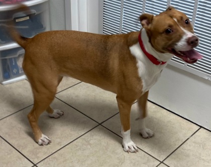 LUNA - Terrier / Mix available for adoption