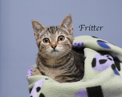 FRITTER - Domestic Shorthair / Mix for adoption in Cleveland