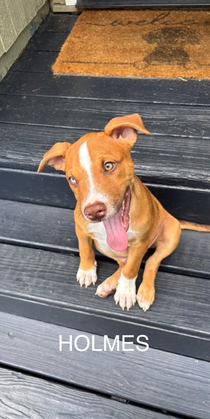 HOLMES - Coonhound / Mix available for adoption