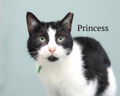 PRINCESS - Domestic Shorthair / Mix for adoption in Cleveland