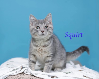 SQUIRT