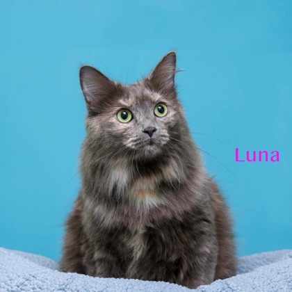 LUNA - Domestic Longhair / Mix available for adoption