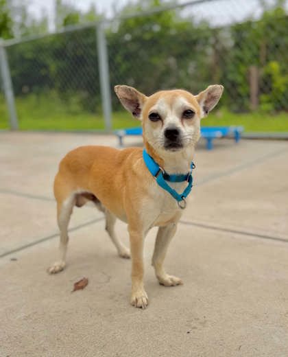 TITO - Terrier / Mix for adoption in Cleveland