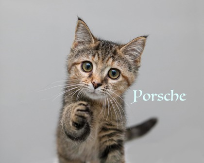 PORSCHE - Domestic Shorthair / Mix for adoption in Cleveland