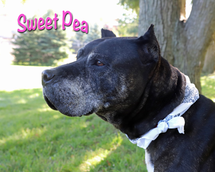 SWEET PEA - Cane Corso / Mix available for adoption